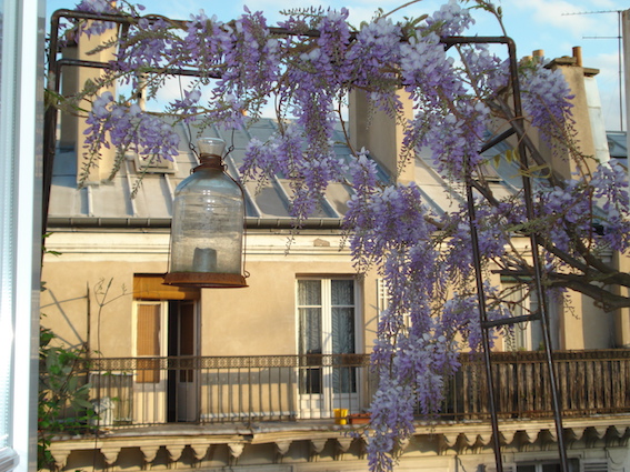 paris-glycine_toutpourchanger