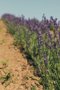 agriculture affaires business lavande paysan alpes carrière mobilité géographique déménagement reconversion changement changer métier podcast prisma média management capital